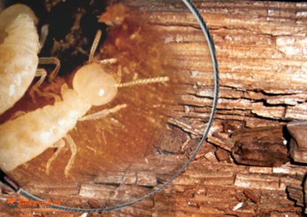 Mẹo chống mối mọt cho nội thất gỗ - 18
